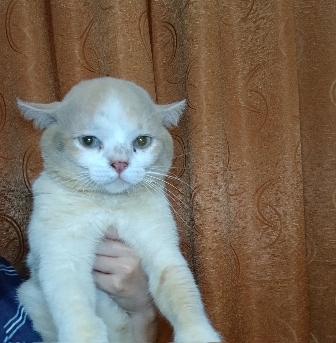 panggil aja ucok tweet media