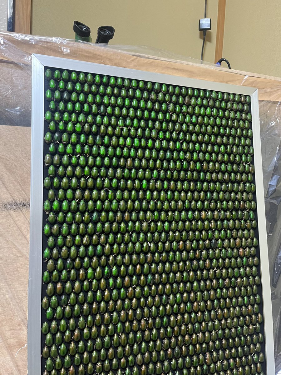 佃 優河/Yuga Tsukuda💩🦗🪲 tweet media