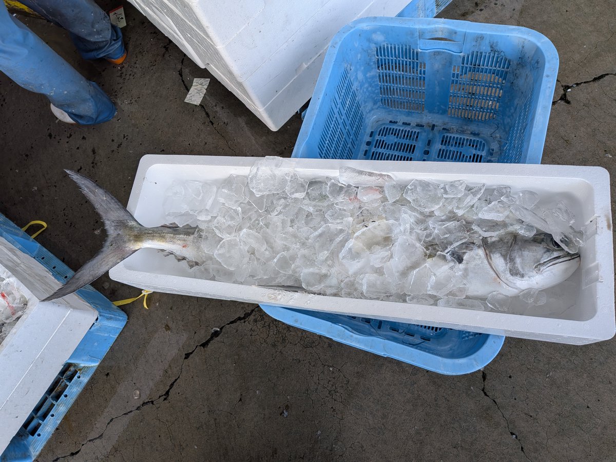 今朝、お隣の定置網にオオクチイケカツオが入網。
今はこのような魚は大変人気があり手が出せず、鹿児島中央市場へと旅立ちました😢