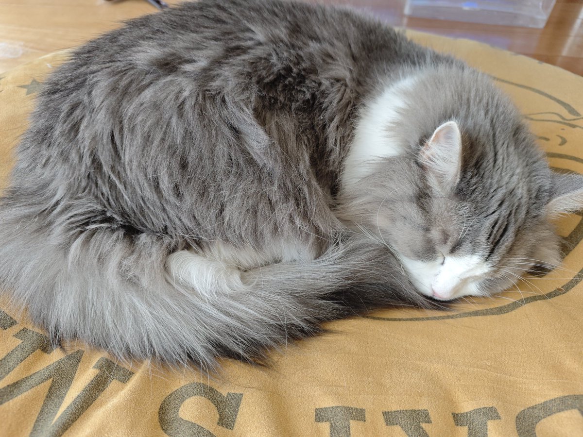 rurusea's tweet photo. 今日は天気も良く暖かいから、快適にお昼寝中😊
#猫好きさんと繋がりたい https://t.co/QC6CE2gC2h