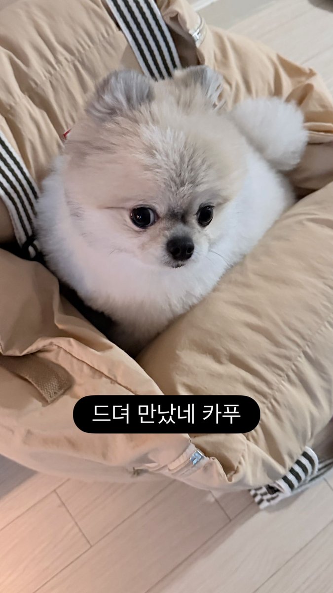 한결이 인스타스토리
instagram.com/stories/1gyul_…

요한이랑 한결이 구구즈와 겸둥이 카푸의 만남
나도 카푸 쓰담쓰담 해보고 싶다 
요한이랑 한결이 넘 부럽다ㅜ
🐶🫳🫳🫳🫳🫳🫳🫳🫳🫳