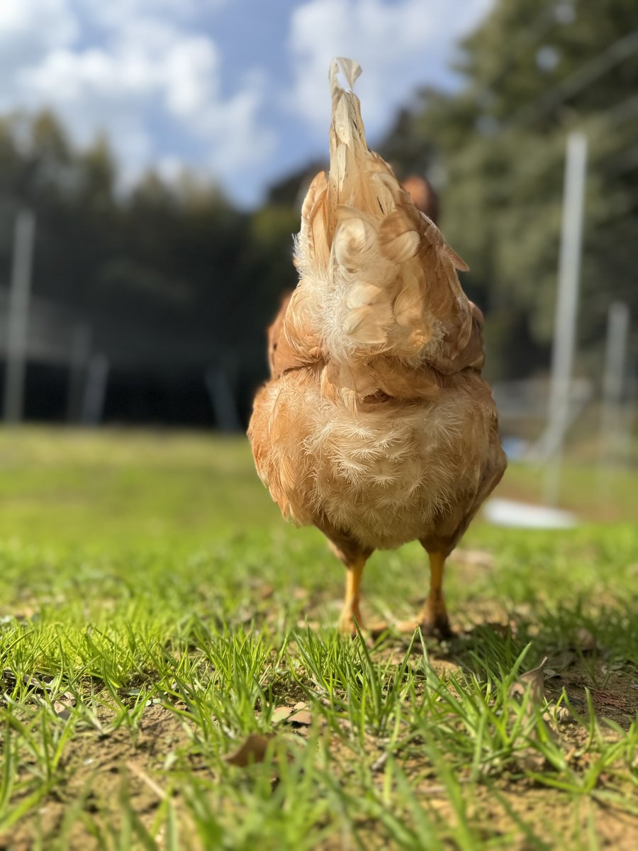natural_egg_lab's tweet photo. 春ですね。

鶏たちの産卵が少しずつ整い始めました。

久しぶりに定期便の新規ご契約枠も、
わずかですがご用意できました。

新たなご縁がありましたら嬉しく思います🕊️

ご希望の方は
各サイトの定期便ページからどうぞ。

https://t.co/thh6cDywTY https://t.co/RAIQ8i55mW