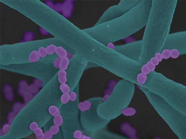 Biomedical Picture of the Day BPoD tweet media