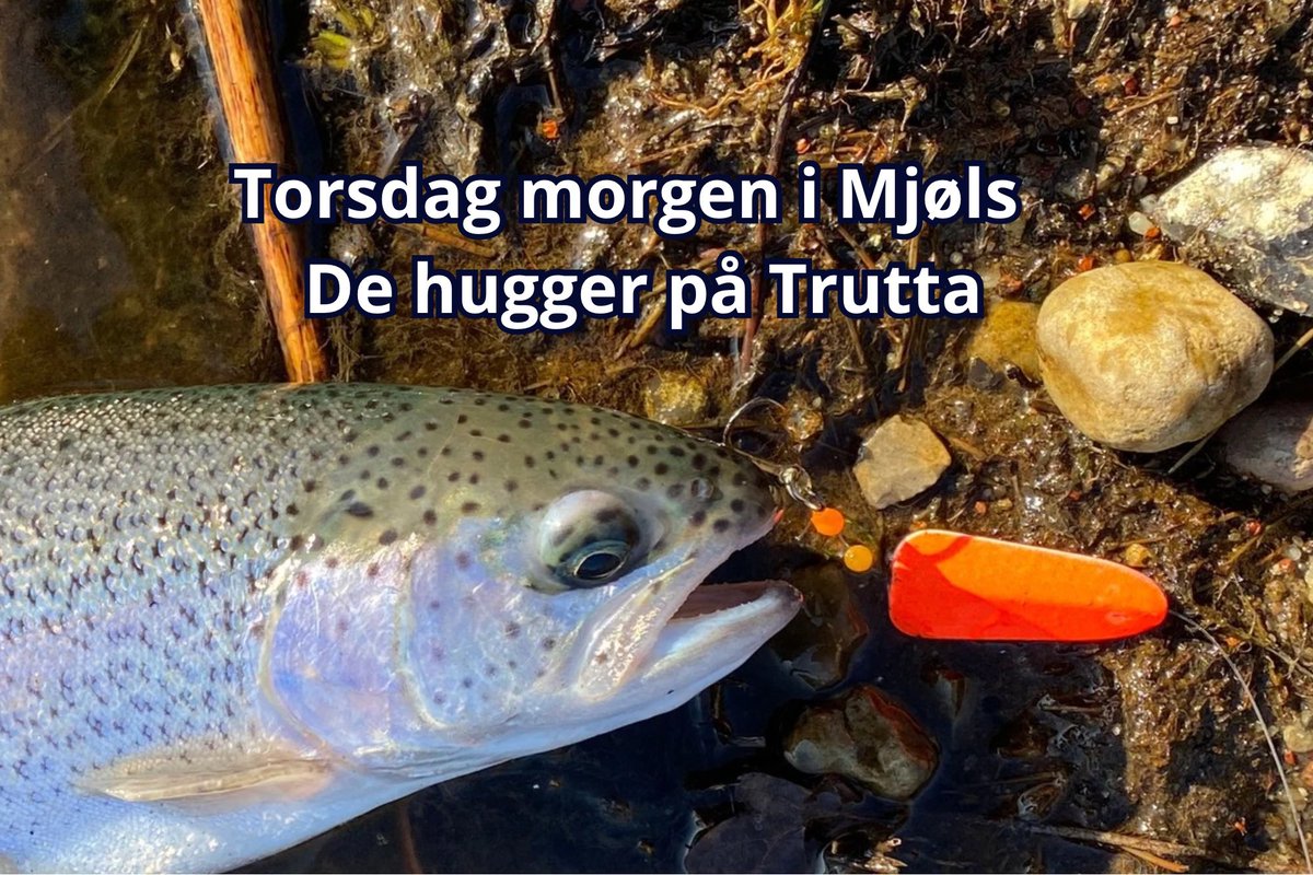 angelnindenmark's tweet photo. Mjøls Lystfiskeri SØ1 - De huggede meget forsigtigt denne torsdag morgen - havde ikke mindre end tre fisk på krogen, der smuttede igen...

Pangfarvet Trutta gennemløber - pink og hvid..... https://t.co/WlrLWaHWtE