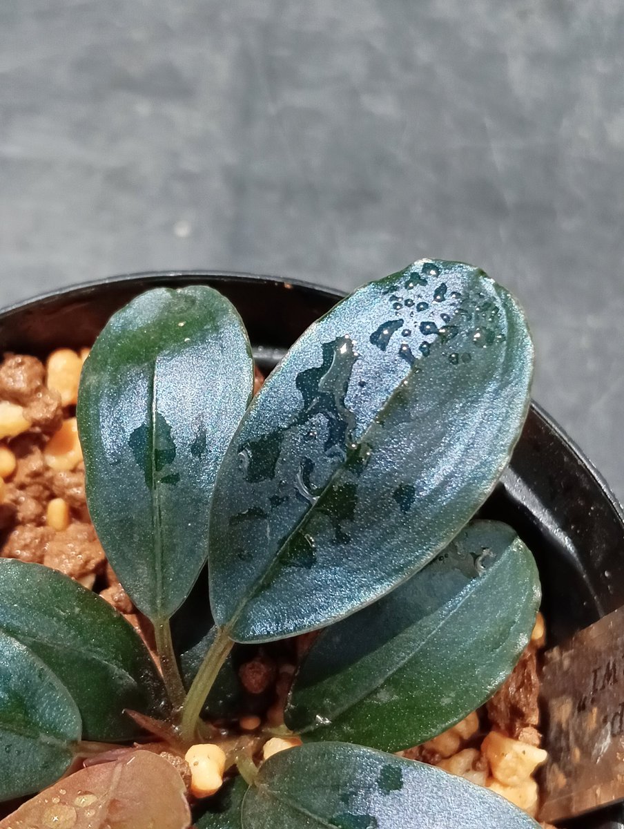 Bucephalandra sp. Kedagang ''Pink variegata'' 【2026年3月入荷