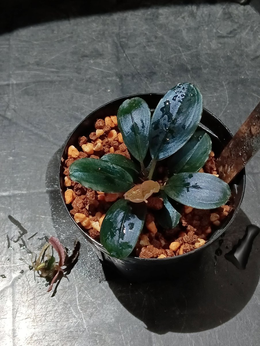 Bucephalandra sp. Kedagang ''Pink variegata'' 【2026年3月入荷