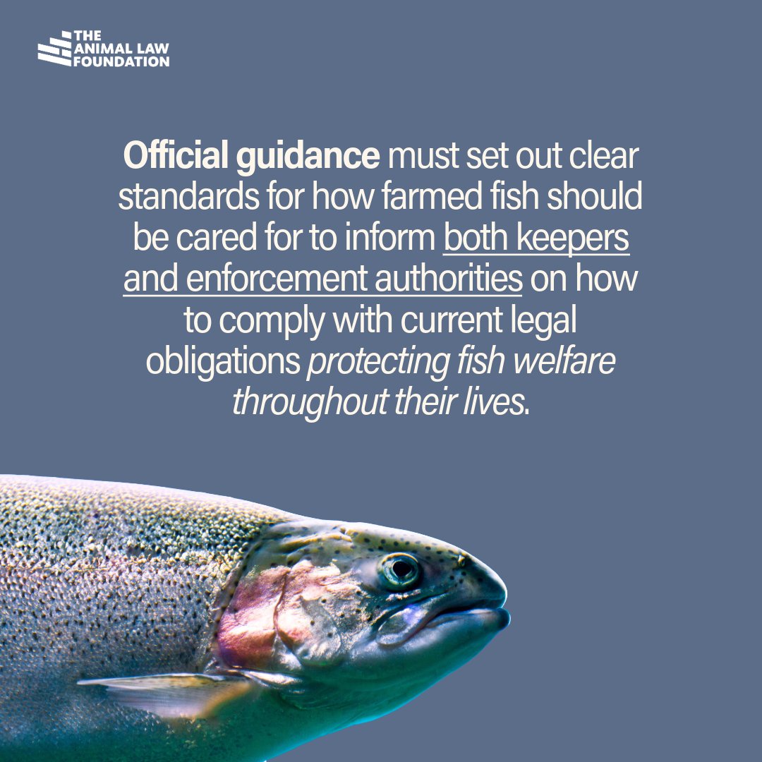 The Animal Law Foundation tweet media