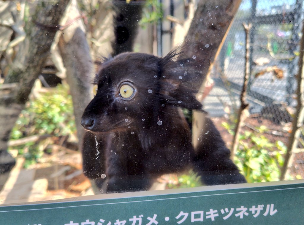 gomakomame (@gomakomame) / Posts / X