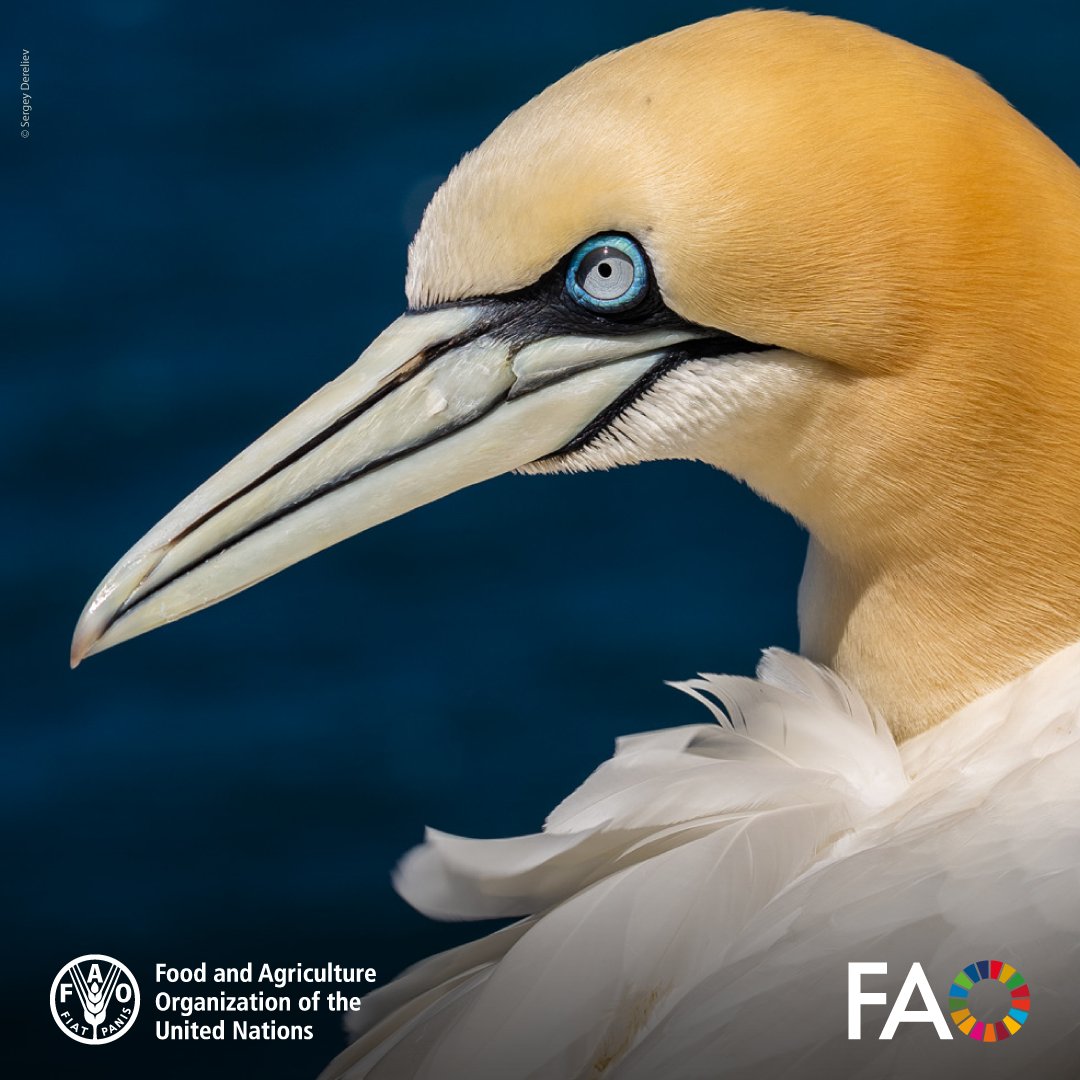 FAO Livestock tweet media