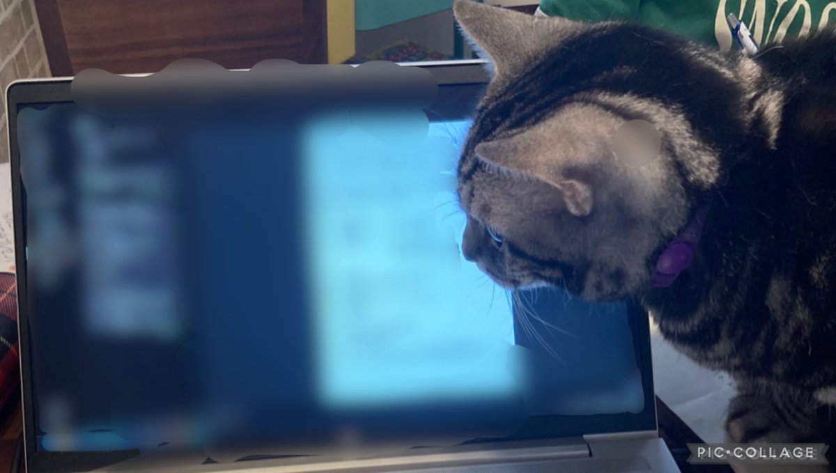 BinaryCat24778's tweet photo. 今日の開発環境です。
広報部長が最新の仕様書を熟読中。
「ここのロジック、もっと猫の手を借りるべきでは？」という無言の指摘をいただいております。
#今日の開発環境 #BinaryCat #猫のいる暮らし https://t.co/F4IgaPFVr3