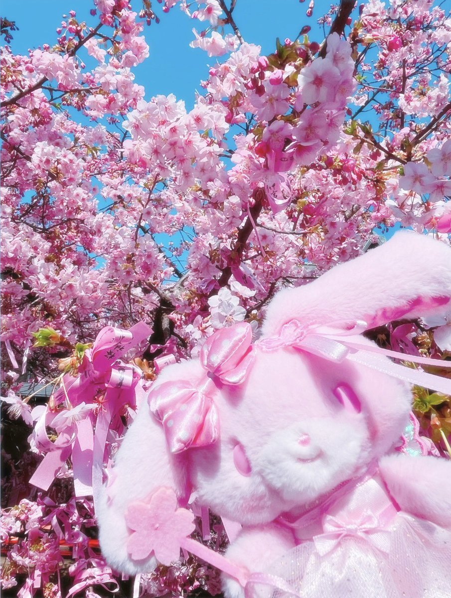 sukisukiCookie's tweet photo. 桜神宮🌸🩵
御朱印帳があまりにもかわいすぎて
ずっとほしかったおまもりといっしょに
お迎えしました(⸝⸝ᵕᴗᵕ⸝⸝) https://t.co/2EdXMcVU82