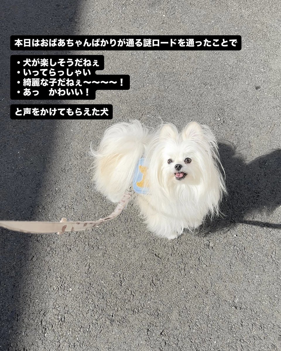 かわいーぬ (@kawai_nu_san) / Posts / X