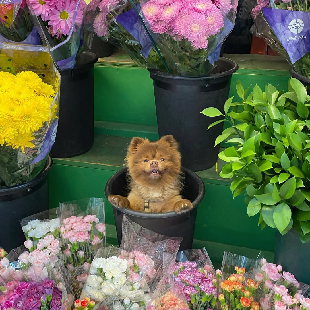 Bert 🧸 🐶 tweet media