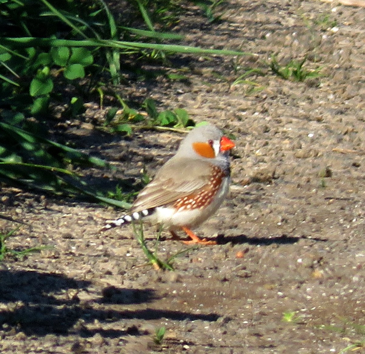 Bird Michael From Twitt℮r tweet media