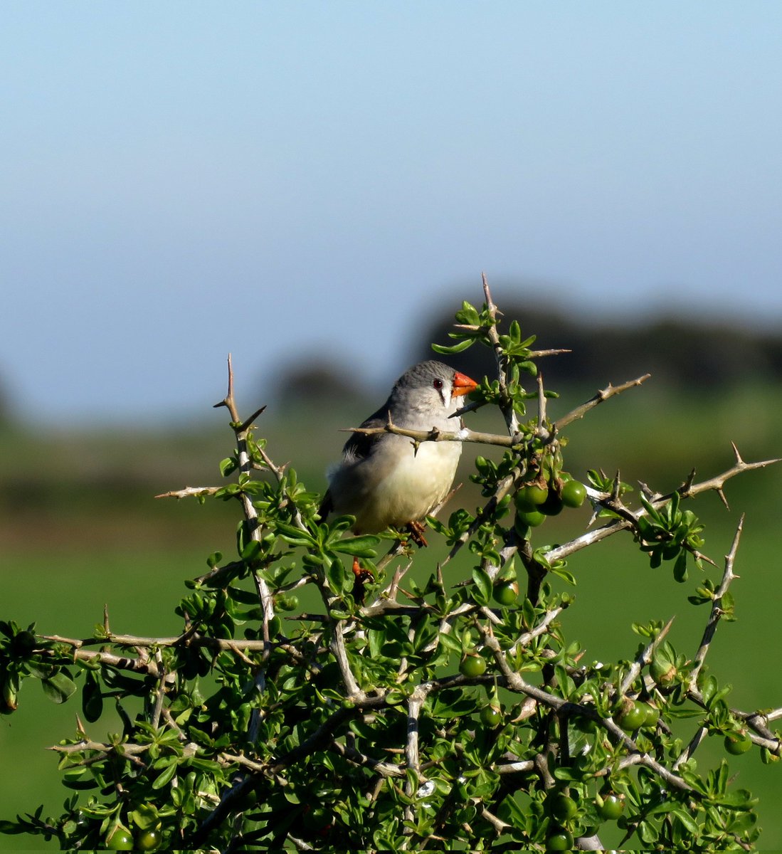 Bird Michael From Twitt℮r tweet media