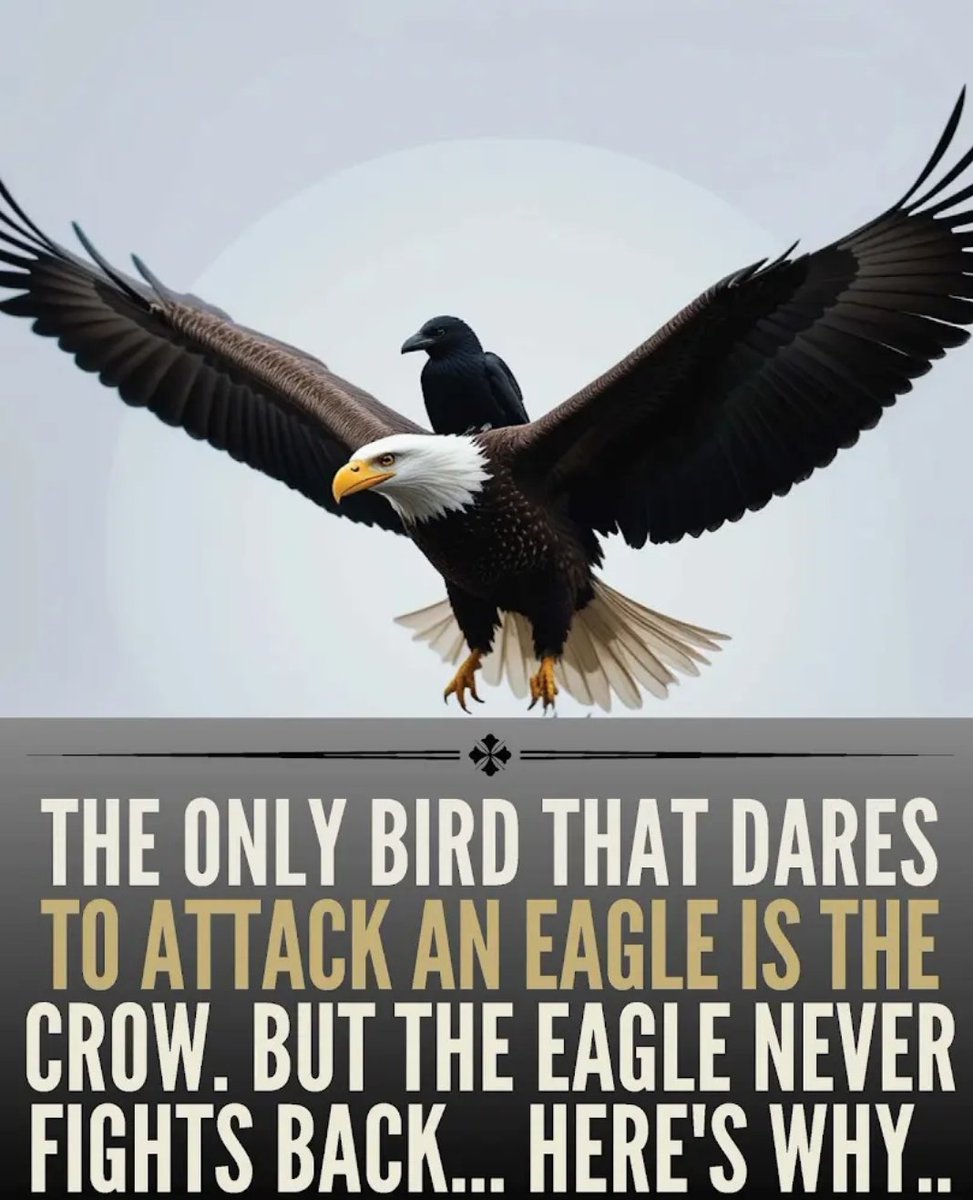 The Only Bird that dares to attack an eagle is the crow, but the eagle never fights back.. Here's why.... 👇