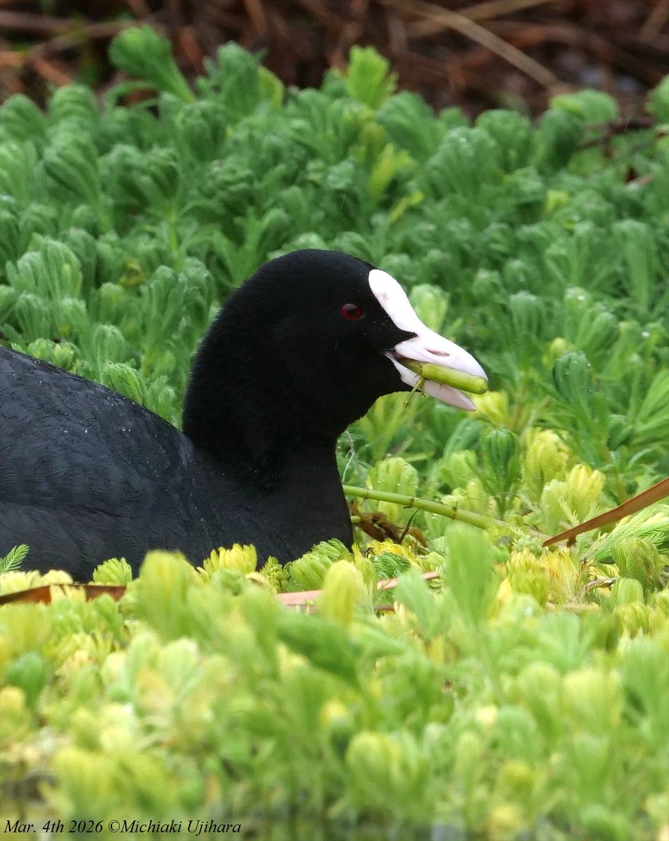 氏原道昭 Michiaki Ujihara tweet media