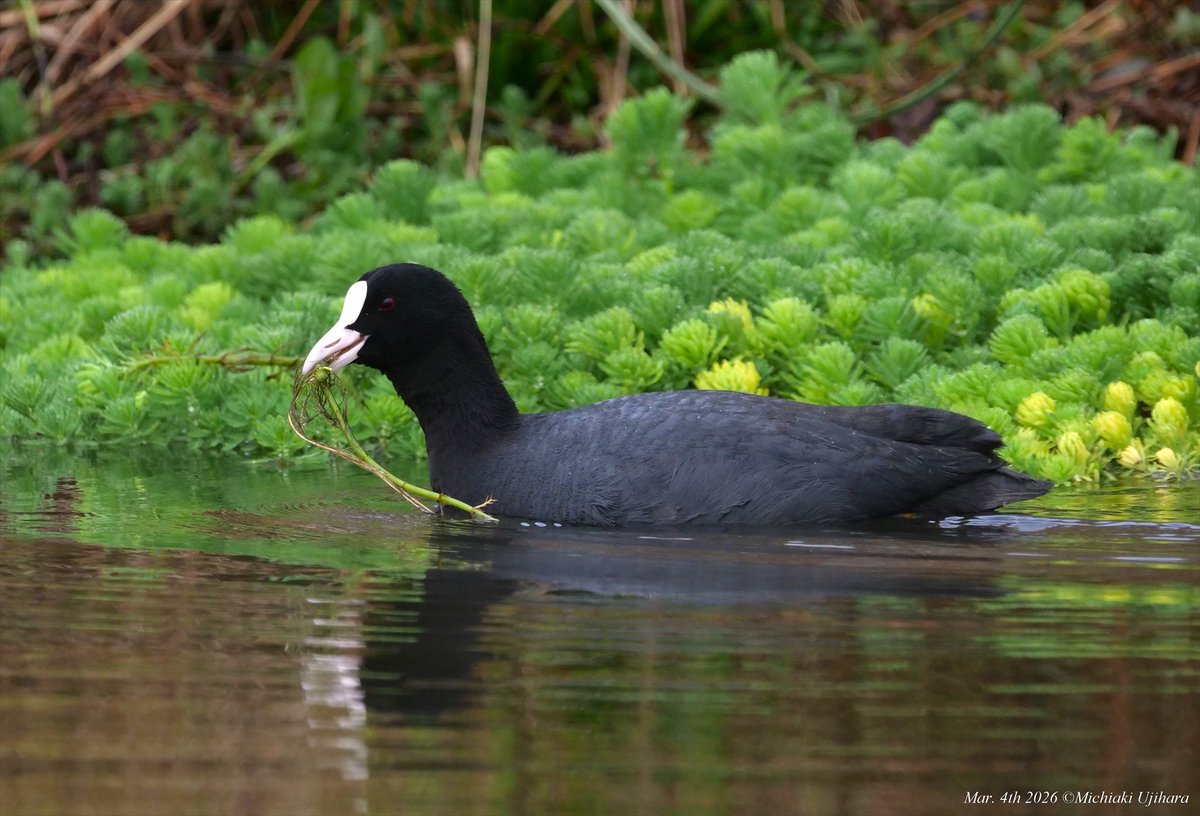 氏原道昭 Michiaki Ujihara tweet media