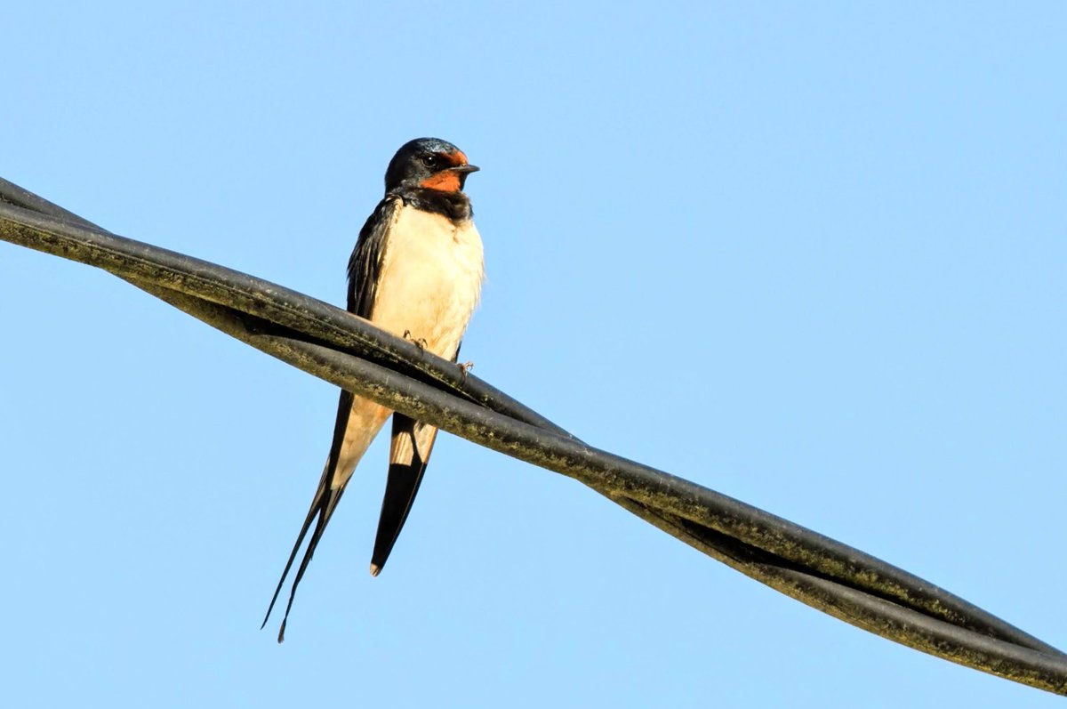 Ireland's Wildlife tweet media