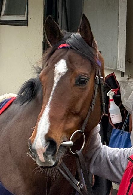 Doon1976's tweet photo. The Listed Lady Wulfruna Stake over 7f at @WolvesRaces on Saturday is the feature race of the day.
#Marshman has been declared to run, @samjock22 is booked to ride and 8 run π https://t.co/HvTNHMT6kb
