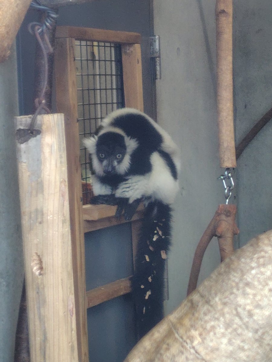 gomakomame (@gomakomame) / Posts / X