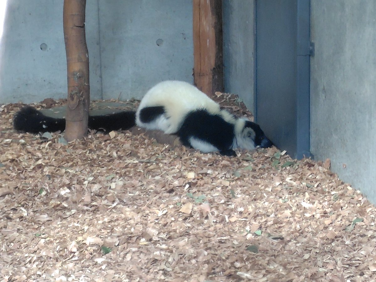 gomakomame (@gomakomame) / Posts / X