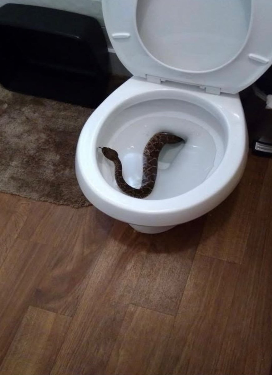 En büyük korkunuz nedir? Benimki klozetten yılan çıkıp popomu ısırması..