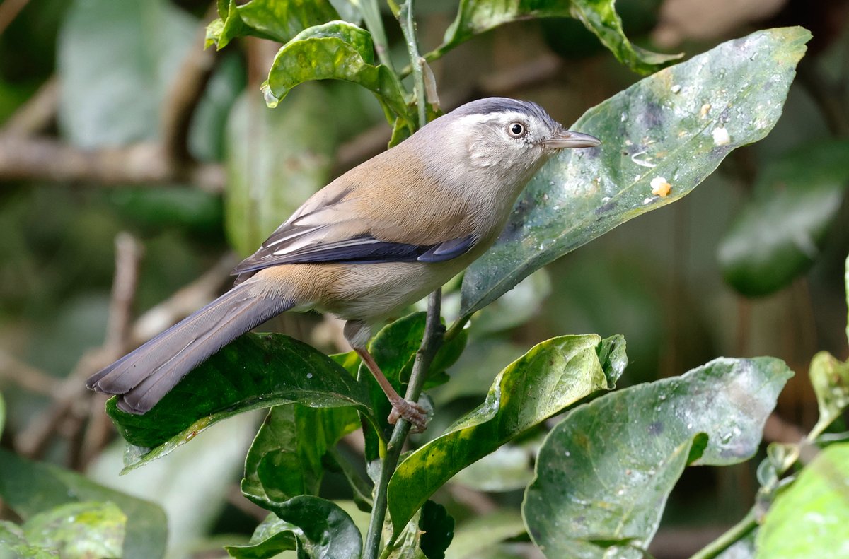 CalidrisBirdingTours tweet media