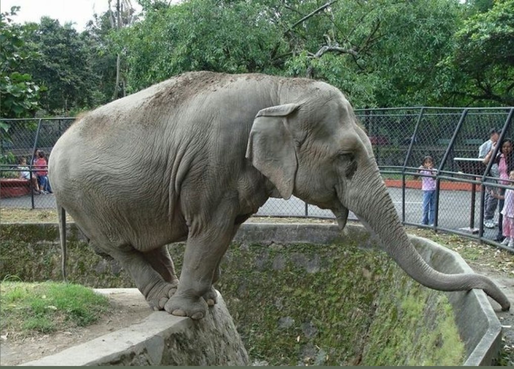 Such an incredible animal locked up in a cage for us to see. Never thought in my wildest dreams this could happen. A Stain on humanity nothing less.
Whoever came up with the idea these beings belong to us was very wrong. 
#FreeLucy #DontBuyTicketAnyWhere