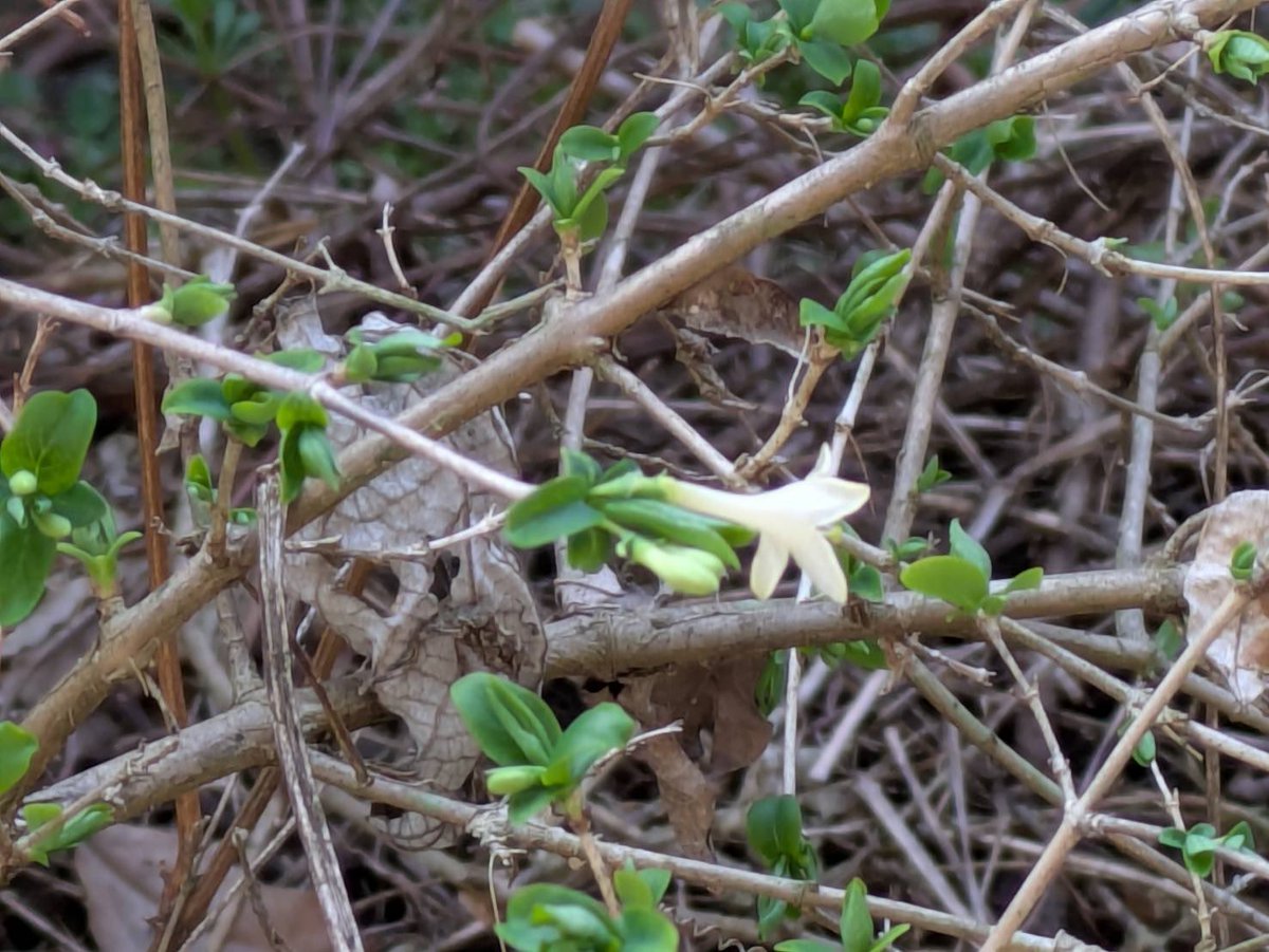 山麓でシロバナウグイスカグラ(白花鶯神楽)の開花を確認しました