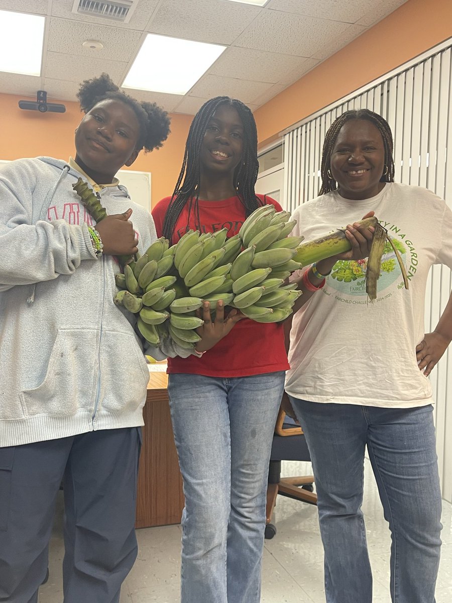 FulfordElem's tweet image. 🍌Bananas, bananas, everywhere @FulfordElem 3rd bunch this year. 🎉Our gardening club falcons led by Ms. Richardson are becoming farmers! #nutritionmatters Keep up the great work! #YourBestChoiceMDCPS @SuptDotres @docstevegallon @MDCPS_Food @MDCPS @MDCPSNorth @MDCPSSTEAM @agenor
