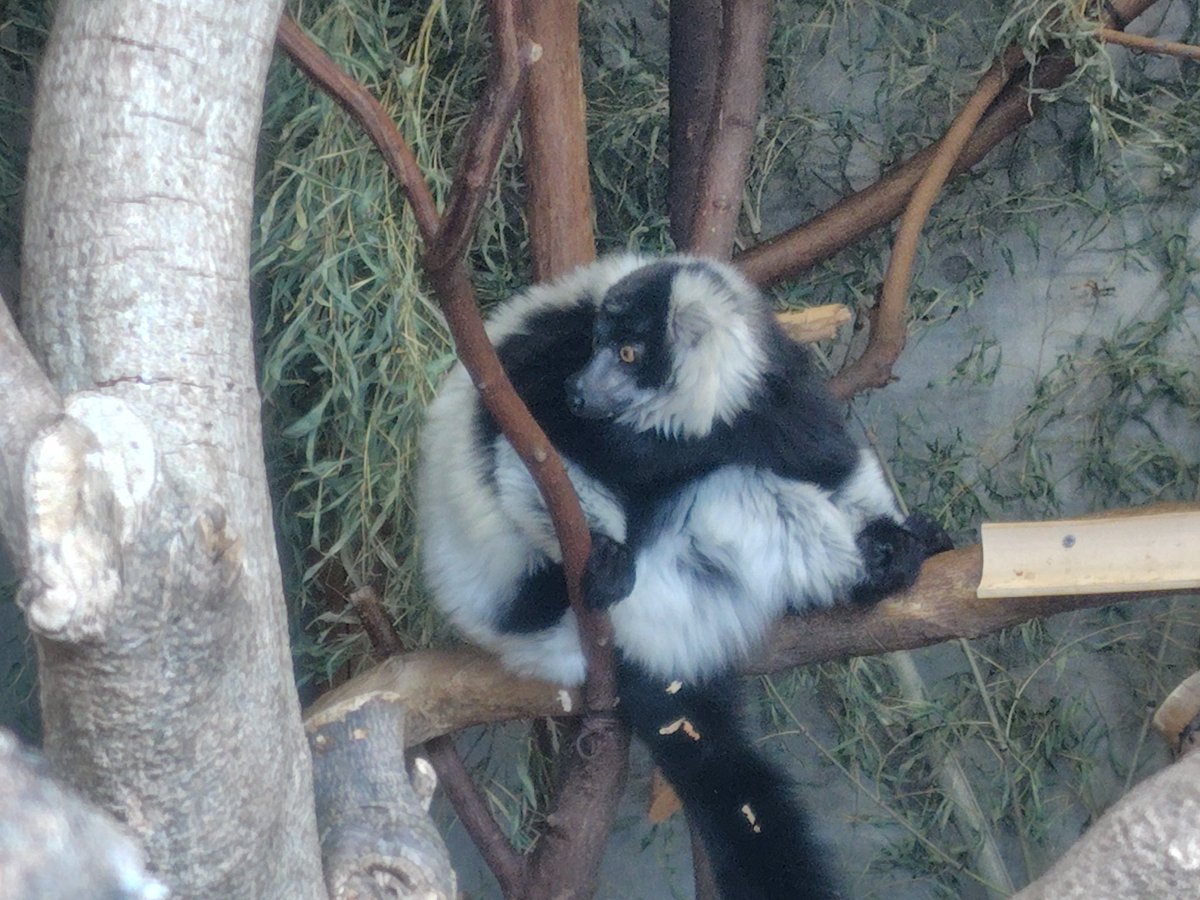 gomakomame (@gomakomame) / Posts / X