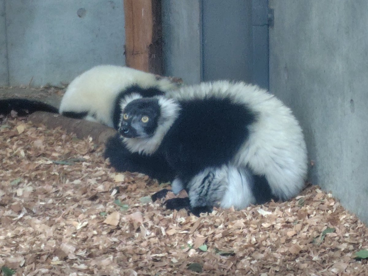 gomakomame (@gomakomame) / Posts / X