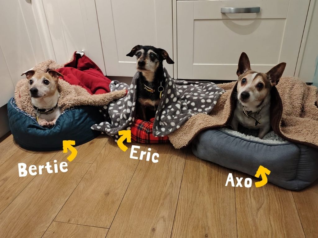 The Three Musketeers… but make it terrier edition! 🐾

They’ve always had each other, and we’re determined to find them a forever home where they can stay side by side. Could you make room for this perfect little trio?🏡  

#RescueDogs #AdoptMe #Rehome