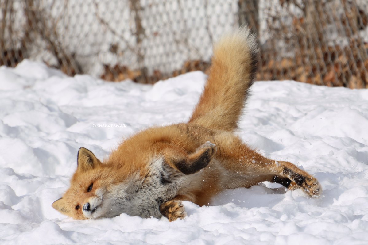 gomakomame (@gomakomame) / Posts / X