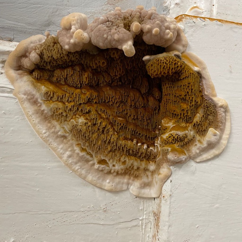 Timberwise tweet media