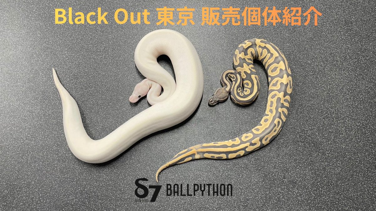δ7Ballpython tweet media
