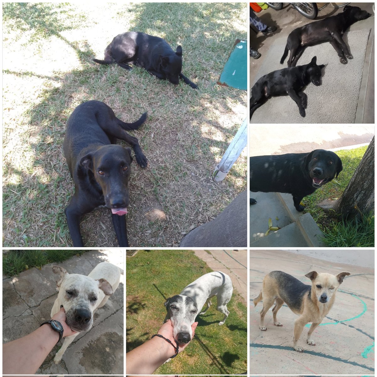 Llegó Marzo!!! Y mis amigos (faltan 4 en la foto) necesitan una ayudita se deben 3 castraciones, atenciones veterinarias, medicación y hay q comprar el balanceado de este mes toda ayuda es bien recibida 🙏
Alias Shirleygranaump 
<a href="/aaguvolpato/">agu </a> <a href="/ClaudiaMuschit1/">La hija de Agustín Roque Muchi</a> <a href="/galeriadawa/">Taller Galería Dawa</a>
