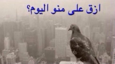 وليد tweet media