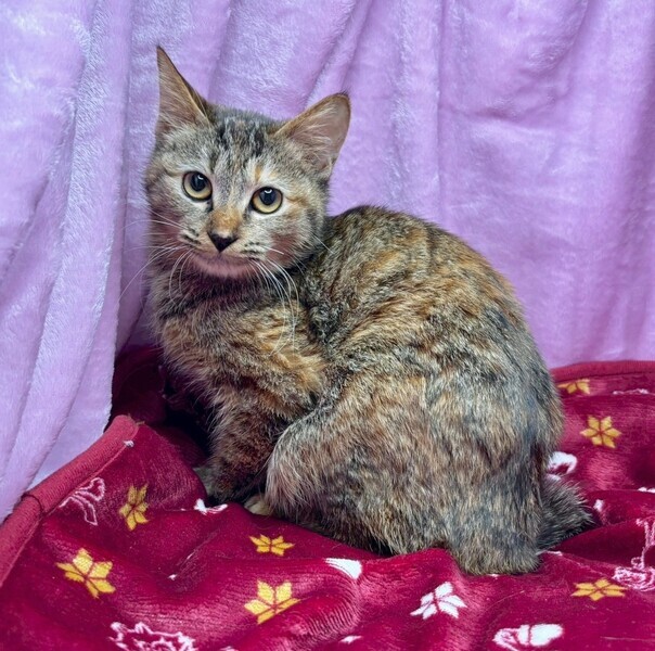 しあわせにゃんこ (@shiawasenyan_22) / Posts / X