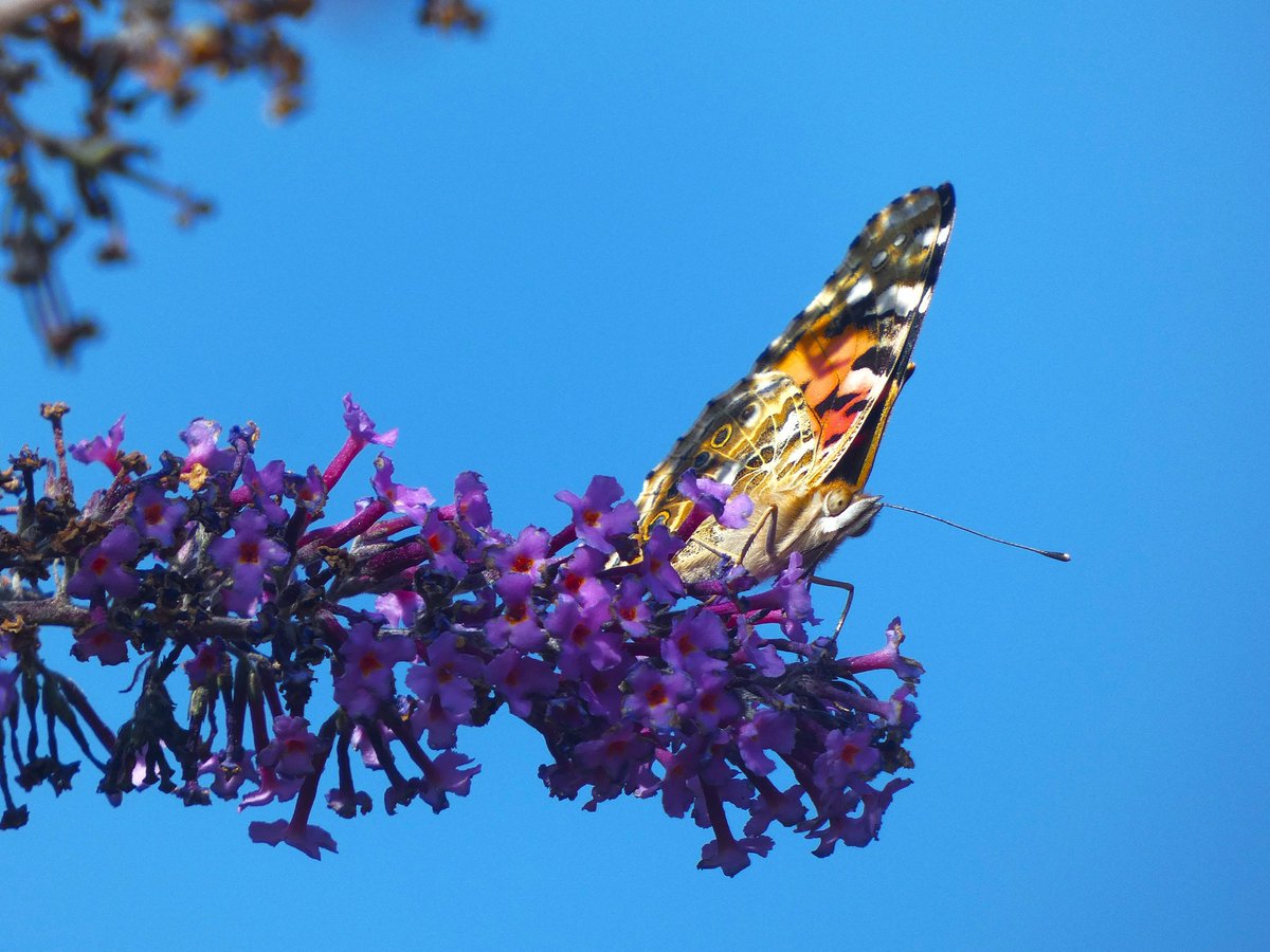 Lisa Alberti tweet media