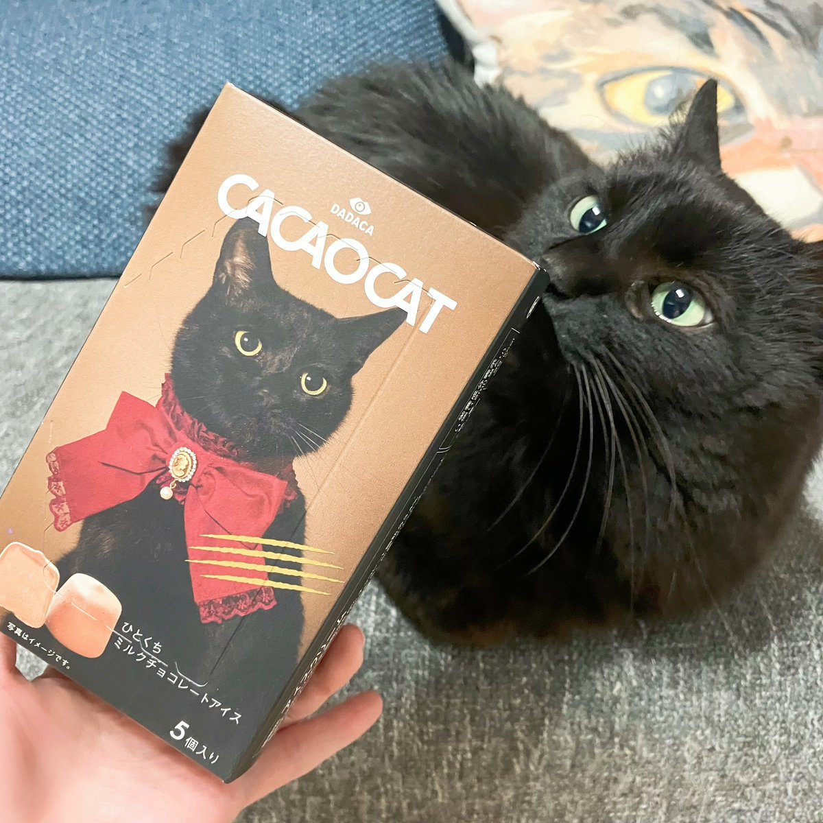 3月3日ひなまつりの日に治療(手術合計6回？)が無事に終わりました😼
めちゃくちゃ長かったーーーーっ！！！

LINE＆DM＆リプライで励ましてくださった方、貢ぎ物wをくださった方などなど…
みなさん本当にありがとうございました🐾

どうか再発しませんように🙏

↓自分へのご褒美にCACAOCATのアイス🐈‍⬛