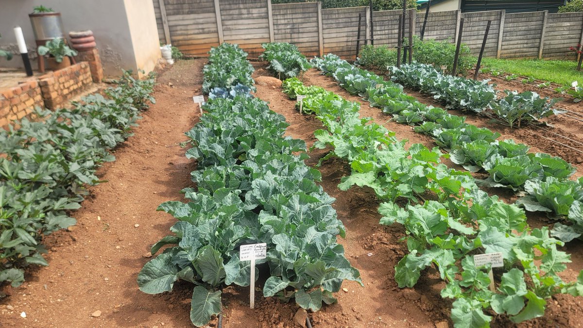 The Seedling Hub tweet media