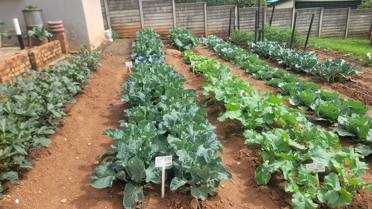 The Seedling Hub tweet media