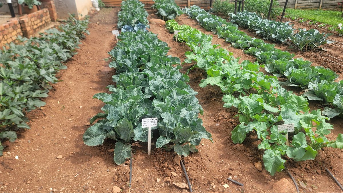 The Seedling Hub tweet media