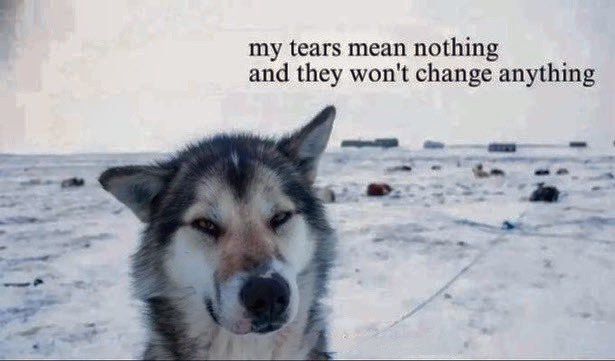 Mr. Angelo tweet media