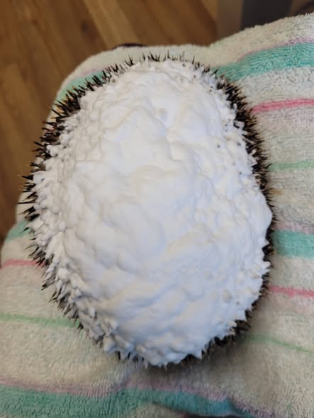 Igelhilfe Barleben e.V. Bitte teilen danke!
22/26 Laila -"Die Dunkle" ist ein Brandopfer aus Langenweddingen. Vermutlich haben Kinder/Jugendliche am Schwimmbad in Langenweddingen gezündelt und einen Haufen mit Reisig und Laub angezündet. Die 945g schwere Altigelin hielt darin