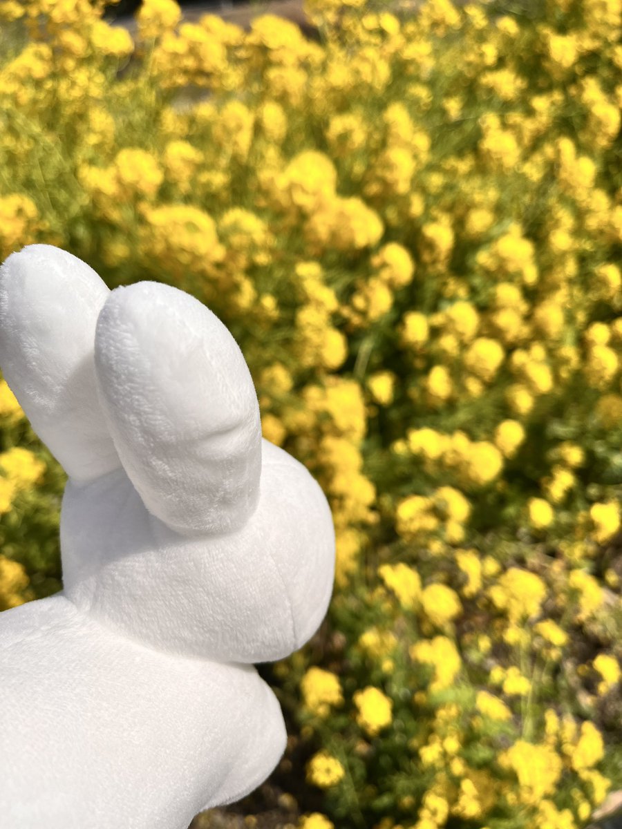 Post by ぽんちゃん on X: 春を発見💡