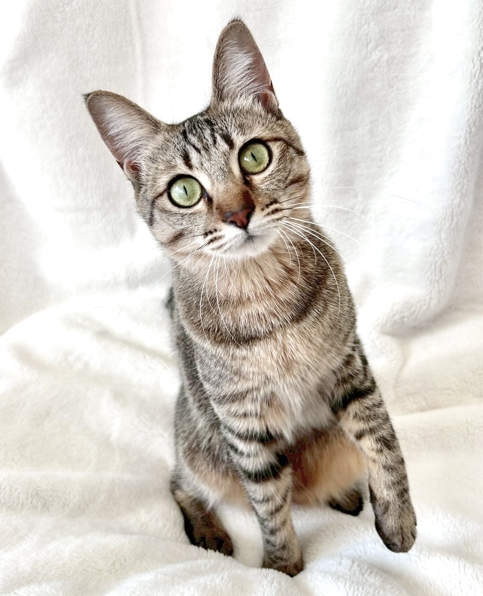 しあわせにゃんこ (@shiawasenyan_22) / Posts / X