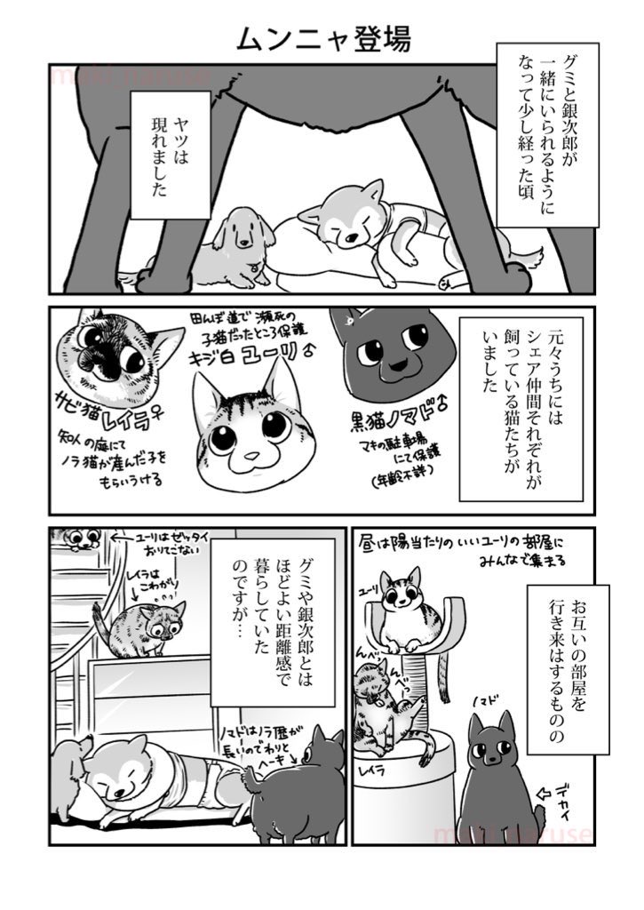 【再掲】「ムンニャ登場」(1/2)
ちょうど猫の回です。
今日、うちの最先住猫であるキジシロのユーリが闘病の末旅立ちました。
グミと銀次郎の介護と終末期の本を描き、皆さんに毎日お知らせをする中、ユーリはずっと頑張ってくれていました。